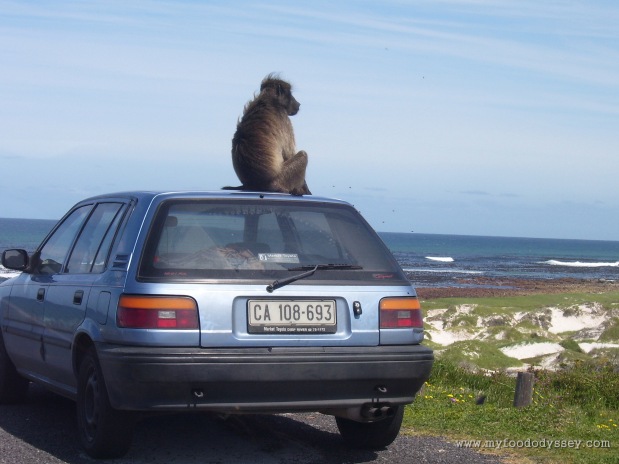 This is not what you expect to see when you come back to your car. Cape of Good Hope, South Africa, September 2007.