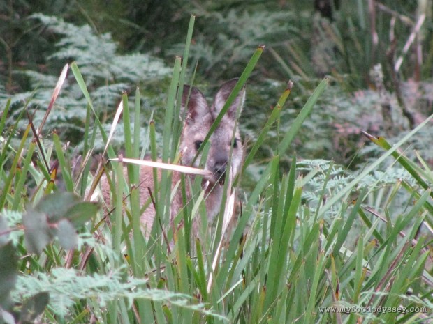 Can you tell what it is yet? Blue Mountains, Australia, Christmas 2009/10