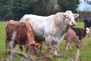 Charolais bull, Ireland | www.myfoododyssey.com