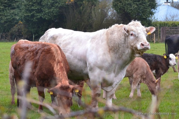 Charolais bull, Ireland | www.myfoododyssey.com