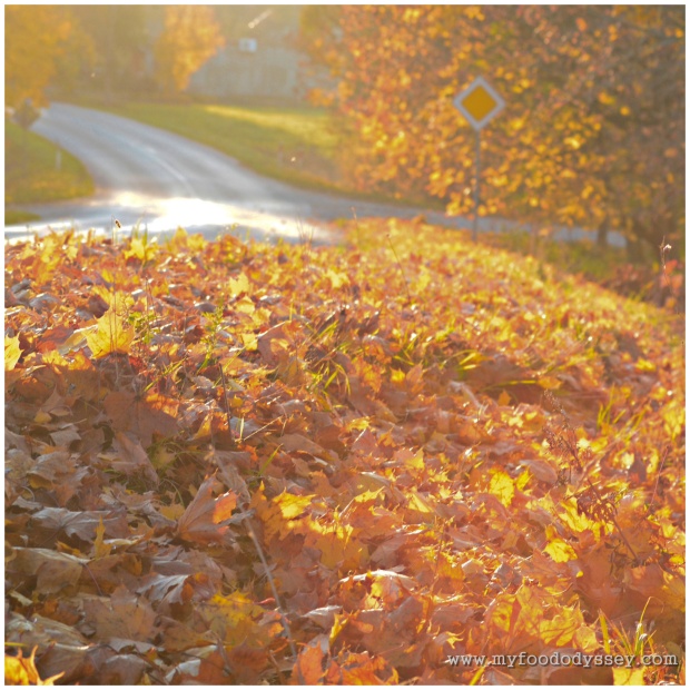 Autumn Road | www.myfoododyssey.com