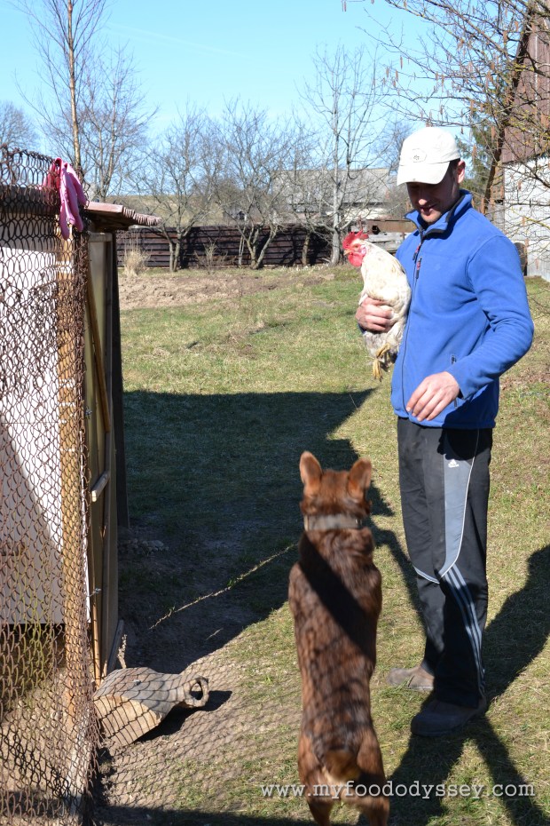 Rooster | www.myfoododyssey.com