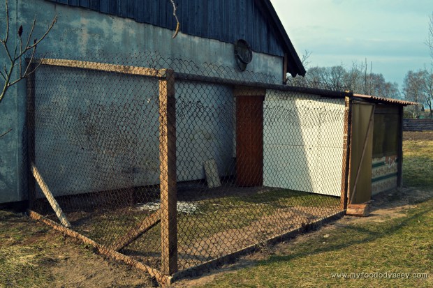 Chicken Run | www.myfoododyssey.com