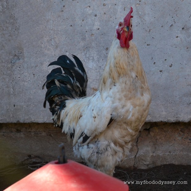 Rooster | www.myfoododyssey.com