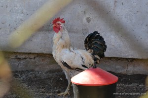 Rooster | www.myfoododyssey.com