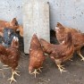 Pullet Hens | www.myfoododyssey,com