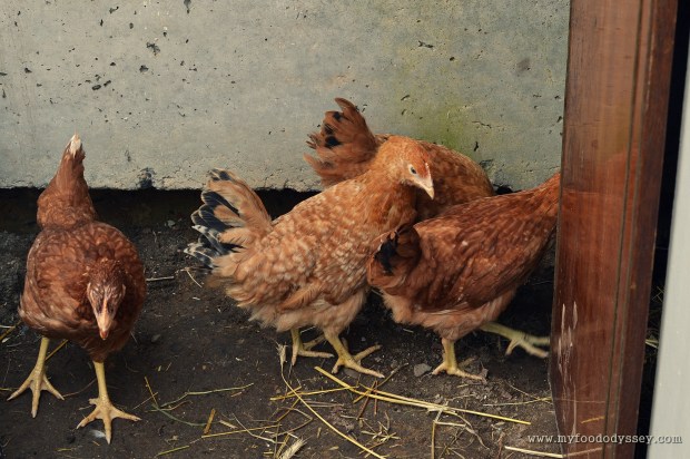 Chicken Run | www.myfoododyssey.com