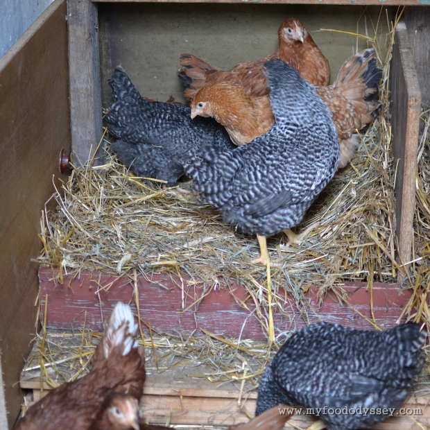 Chickens in nesting box | www.myfoododyssey,com