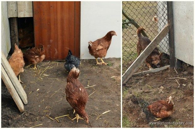 Chickens | www.myfoododyssey.com