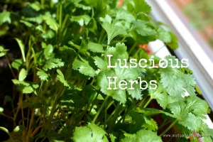 Coriander | www.myfoododyssey.com