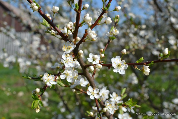 Apple Blossom | www.myfoododyssey.com