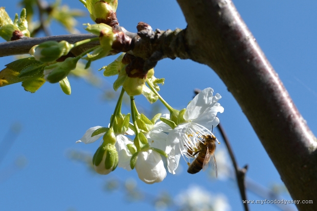 Apple Blossom & Bee | www.myfoododyssey.com