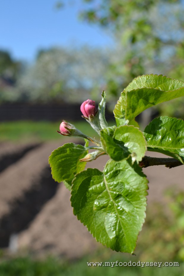 Apple Blossoms | www.myfoododyssey.com