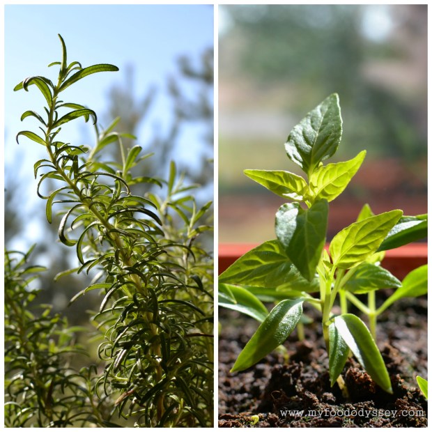 Rosemary & Chillies | www.myfoododyssey.com