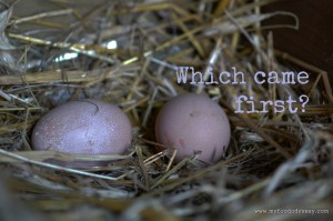 First Eggs | www.myfoododyssey.com