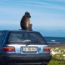 Baboon on car, South Africa | www.myfoododyssey.com