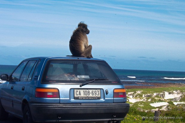 Baboon on car, South Africa | www.myfoododyssey.com