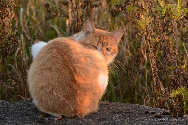 Angry Cat | www.myfoododyssey.com