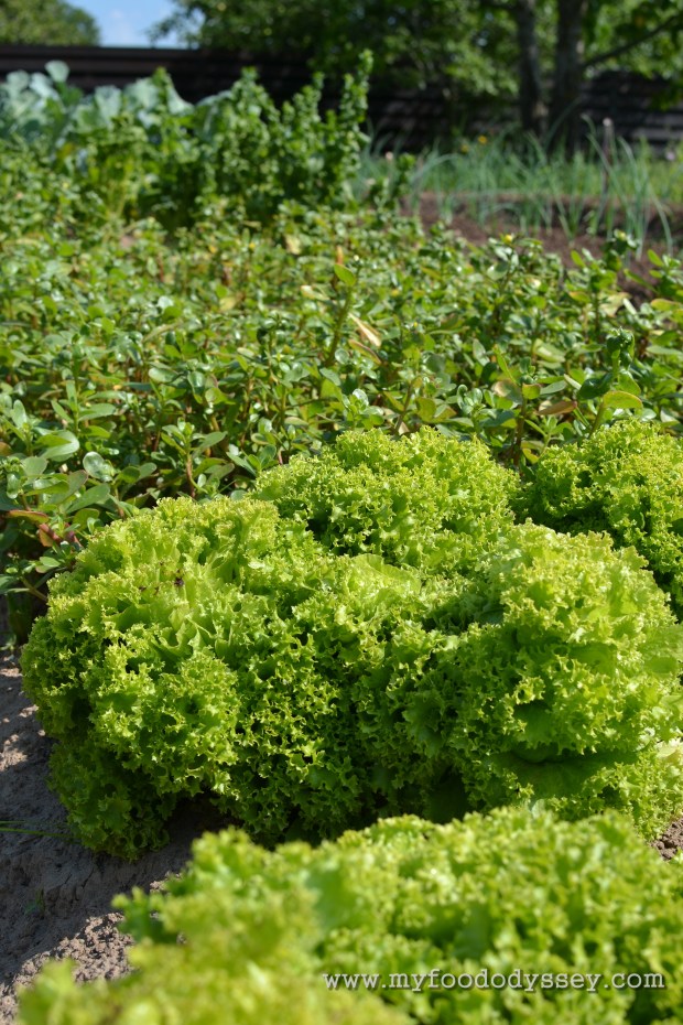 Growing Vegetables | www.myfoododyssey.com