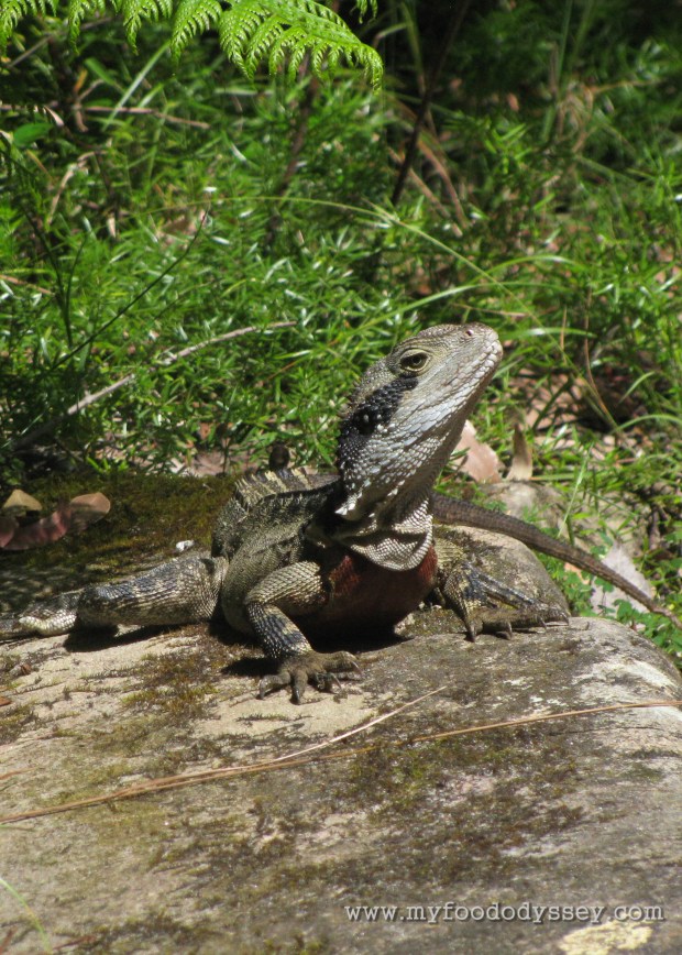 Lizard, Sydney Harbour National Park | www.myfoododyssey.com