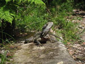 Lizard, Sydney Harbour National Park | www.myfoododyssey.com