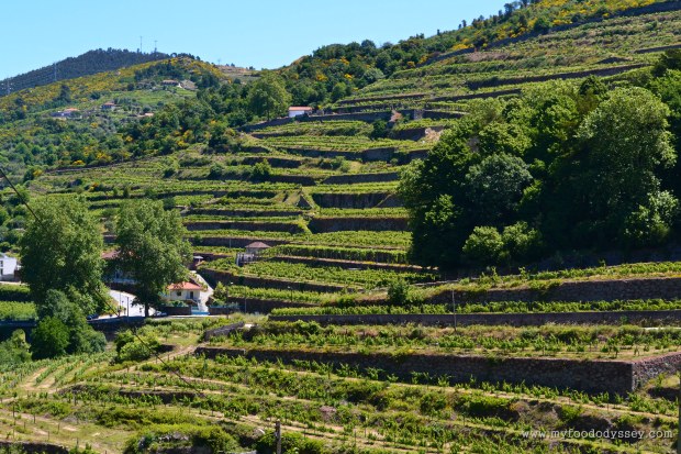 Duoro Valley, Porto | www.myfoododyssey.com