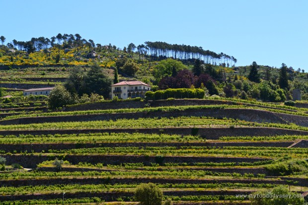 Duoro Valley, Porto | www.myfoododyssey.com