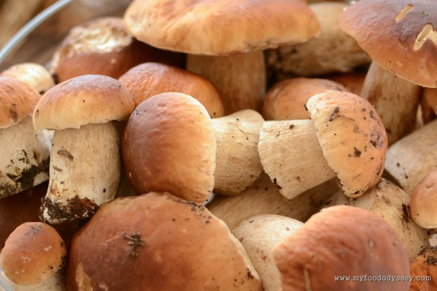 Mushroom Picking, Lithuania | www.myfoododyssey.com