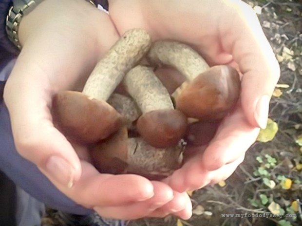 Mushroom Picking, Lithuania | www.myfoododyssey.com