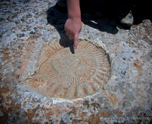 Marine Fossil, El Torcal de Antequera (Spain) | www.myfoododyssey.com