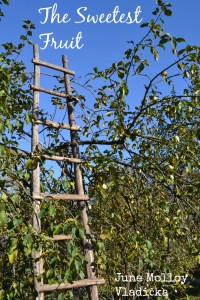 Apple Picking | www.myfoododyssey.com