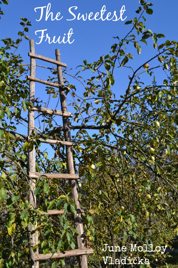 Apple Picking | www.myfoododyssey.com
