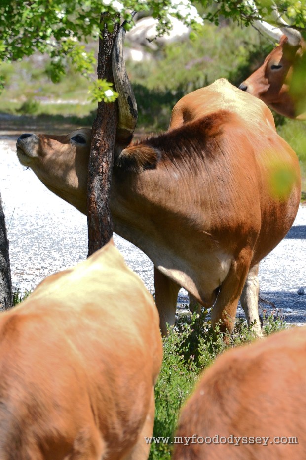 Long-horned Cow | www.myfoododyssey.com