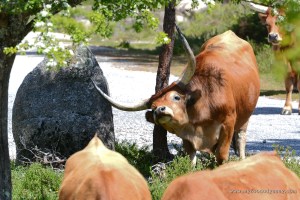 Long-horned Cow | www.myfoododyssey.com