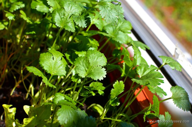 Coriander (Cilantro) Plant | www.myfoododyssey.com
