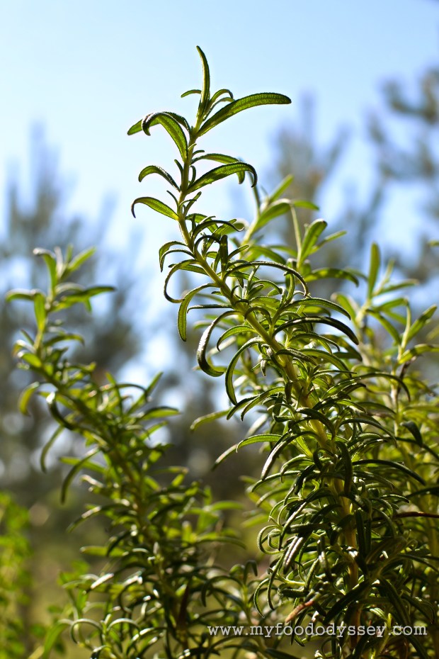 Rosemary Plant | www.myfoododyssey.com