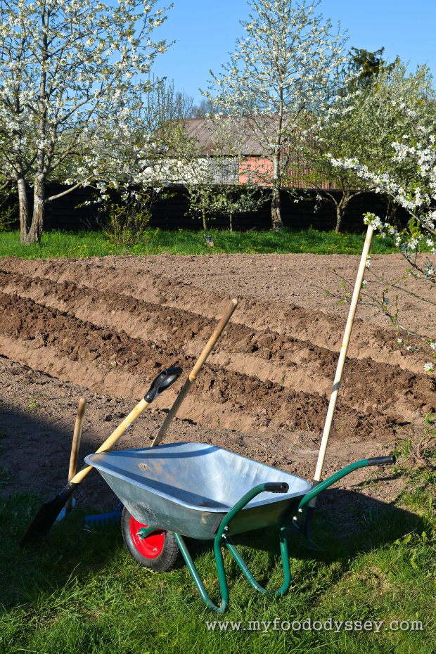 Planting Vegetables | www.myfoododyssey.com