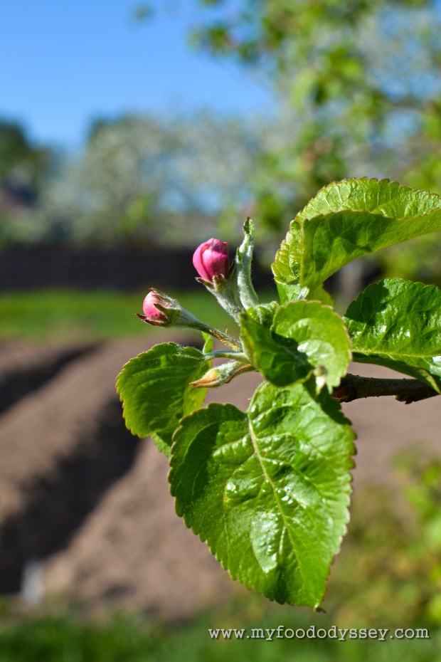 Fruit Tree Blossom | www.myfoododyssey.com