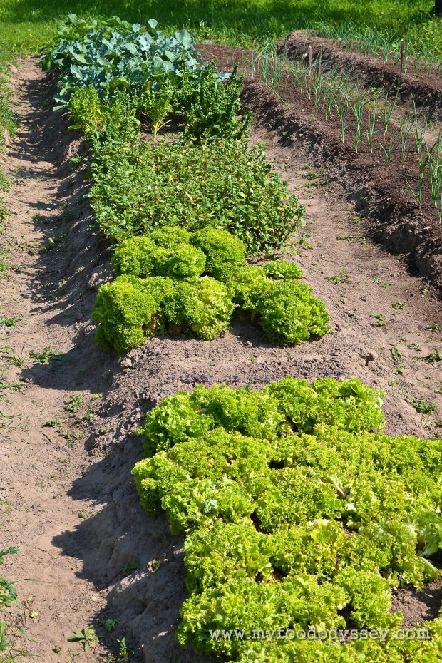 Planting Vegetables & Herbs | www.myfoododyssey.com