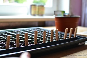 Planting Vegetables & Herbs | www.myfoododyssey.com