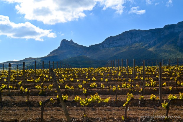 Vines in Rioja, Spain | www.myfoododyssey.com