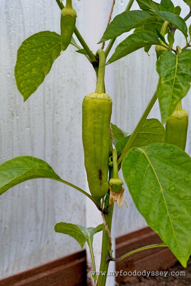 First Bell Pepper | www.myfoododyssey.com