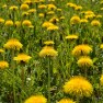 Dandelions | www.myfoododyssey.com