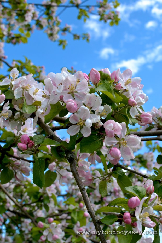 Apple Blossoms | www.myfoododyssey.com