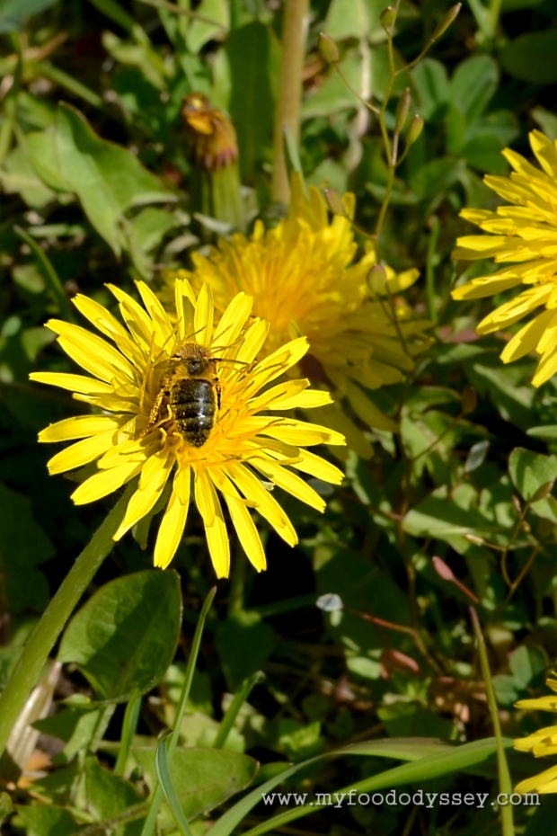 Dandelions and Bees | www.myfoododyssey.com