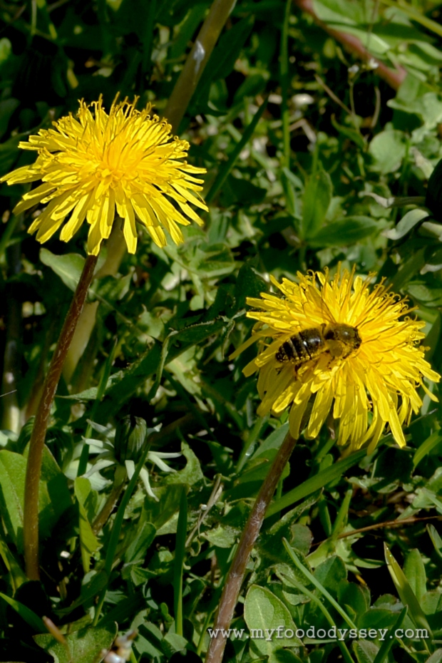 Dandelions and Bees | www.myfoododyssey.com