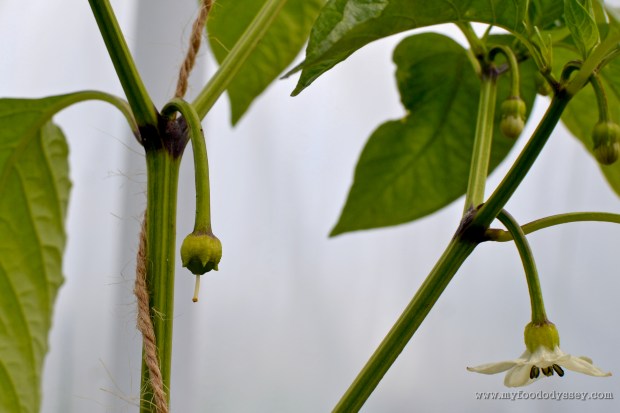 Pepper plant flowers | www.myfoododyssey.com