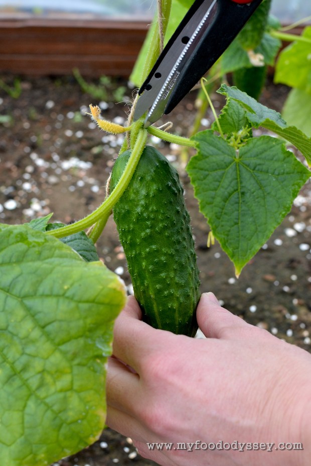 First Cucumber | www.myfoododyssey.com
