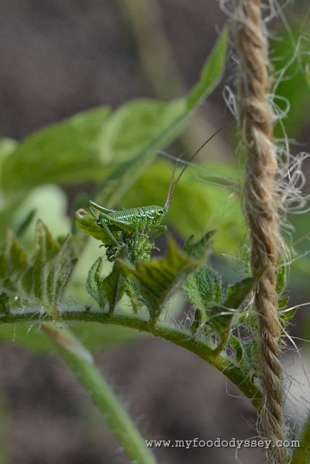 A nymph cricket on my tomato plants | www.myfoododyssey.com