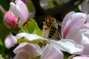 Bee in Apple Blossom | www.myfoododyssey.com